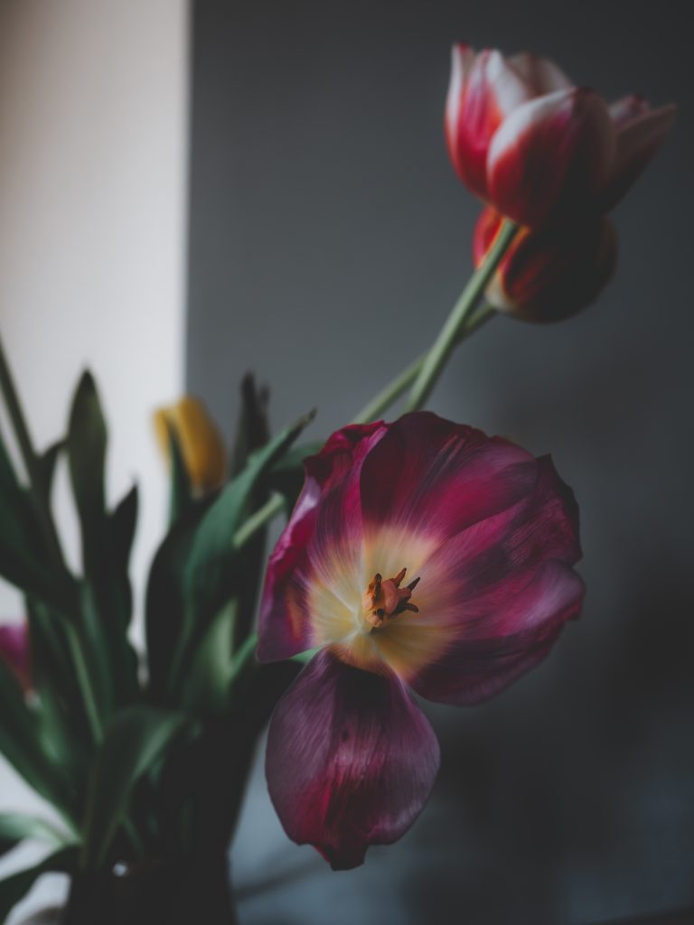Tulipano viola illuminato da luce naturale in interno domestico