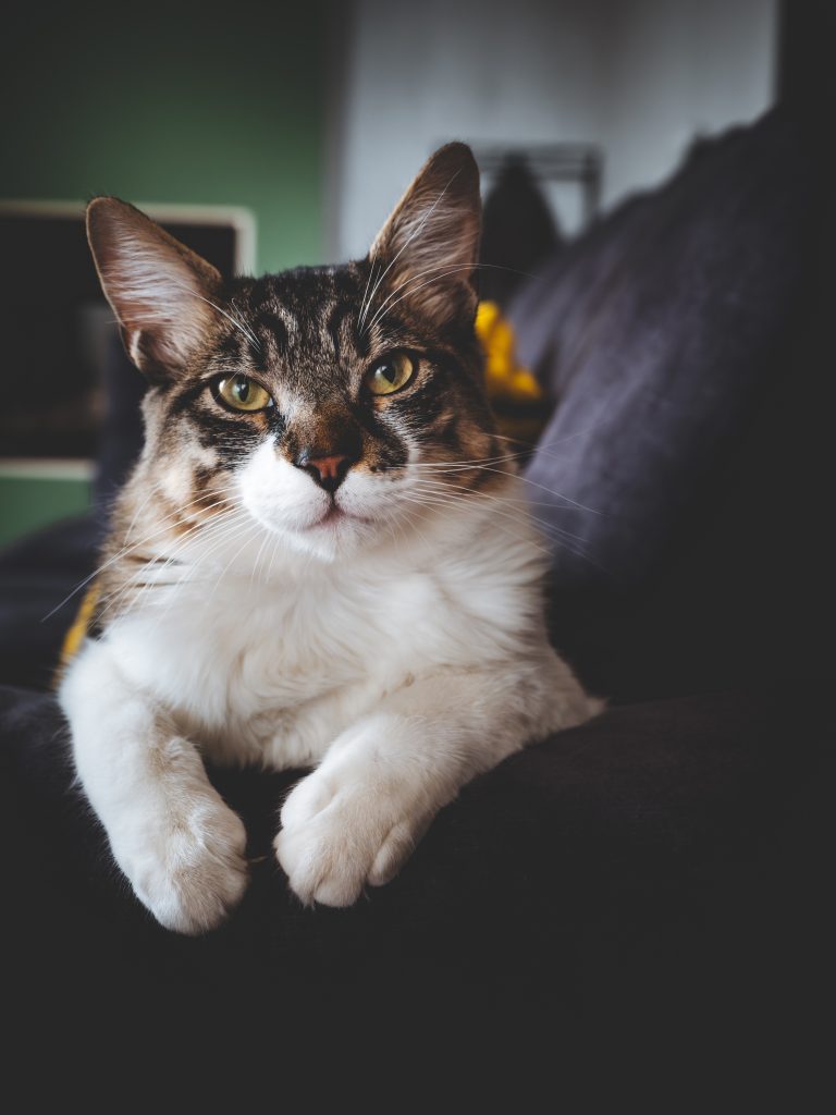 Gatto tigrato bianco e marrone seduto sul divano in luce naturale