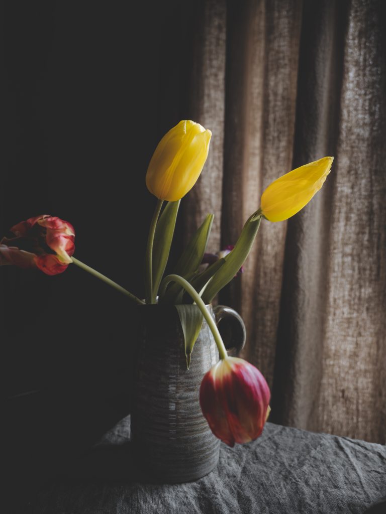 Tulipano viola illuminato da luce naturale in interno domestico