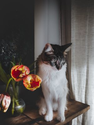 Gatto domestico bianco e nero accanto a tulipani rossi su un davanzale interno illuminato dalla luce naturale del mattino