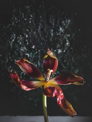 Tulipano rosso e giallo in fase di appassimento fotografato in primo piano, petali aperti e piegati illuminati da luce radente su sfondo scuro.