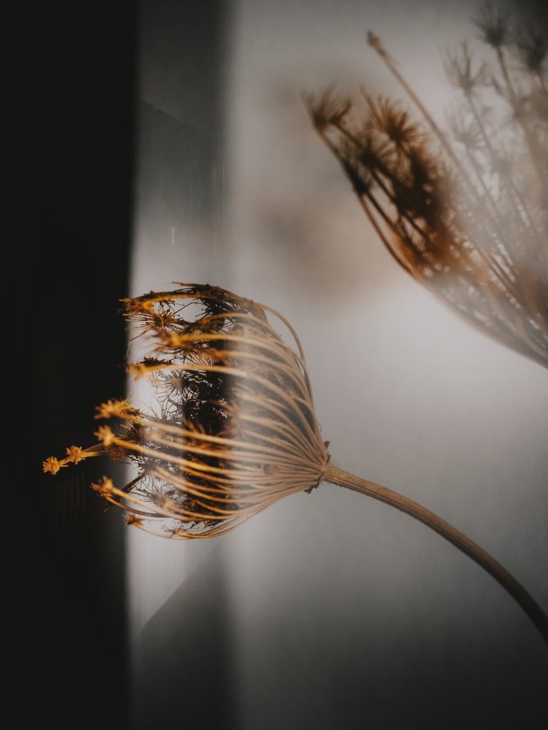 Fiore secco fotografato in luce natura