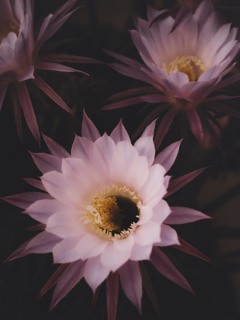Fiore di echinopsis dai petali rosa fotografato in luce naturale