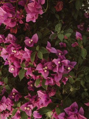 Bouganville fucsia in fiore a giugno